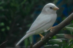 W australii możliwe było fotografowanie white sparrow
